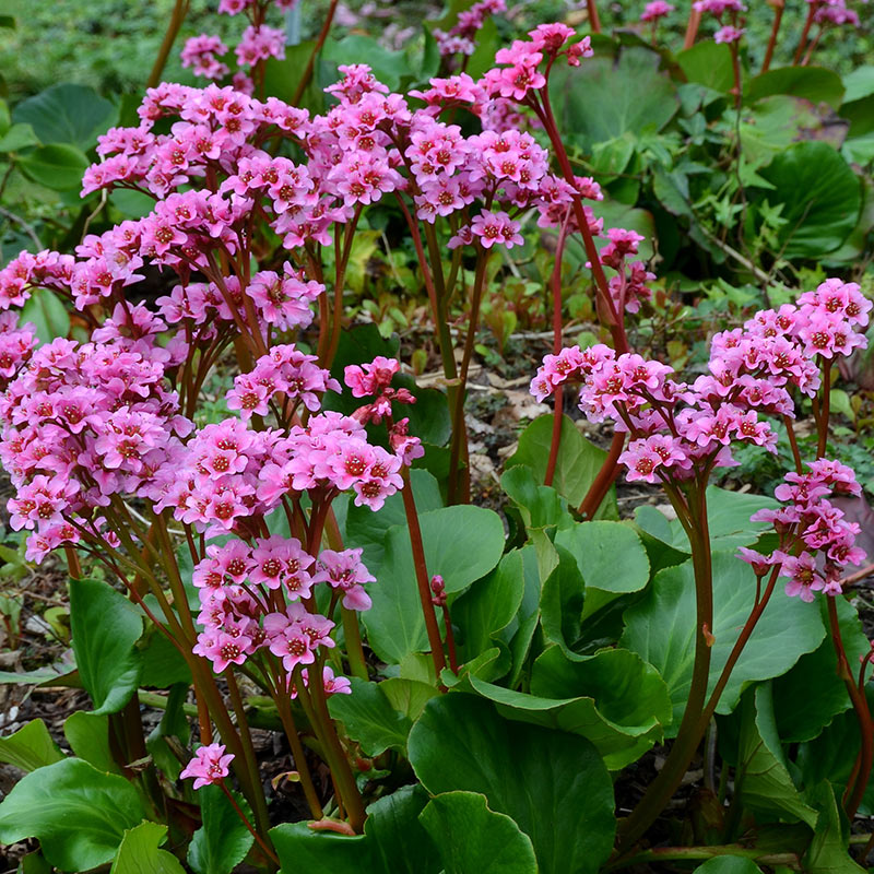 bergenia