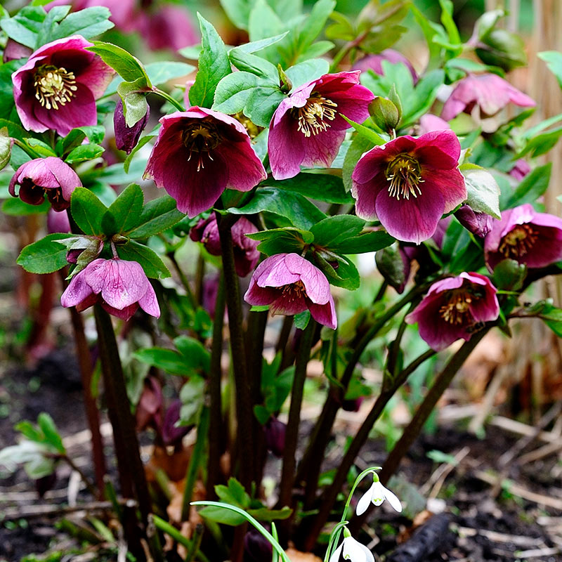 hellebore