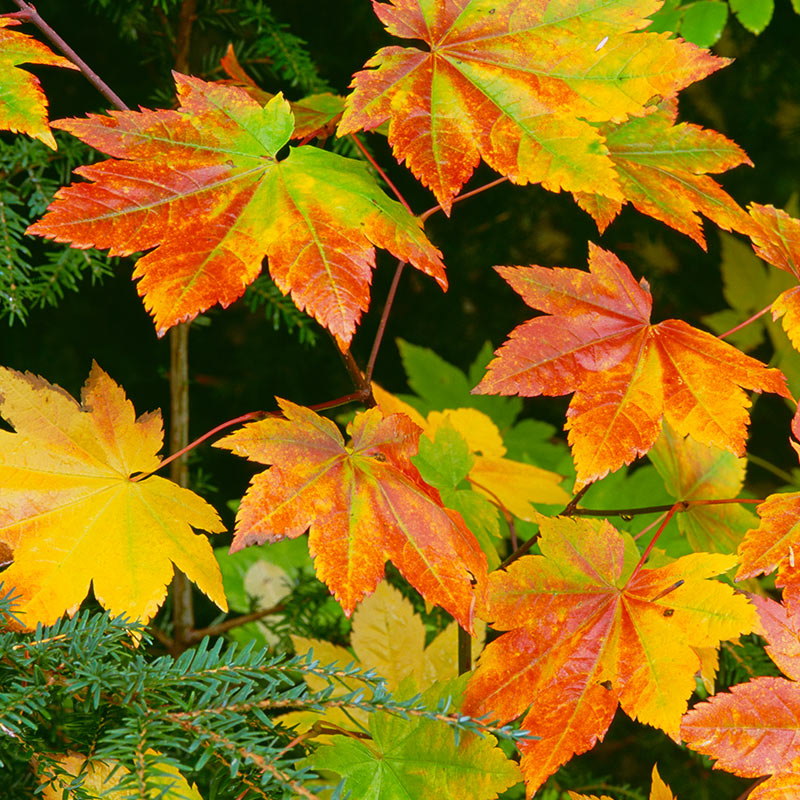 vine maple