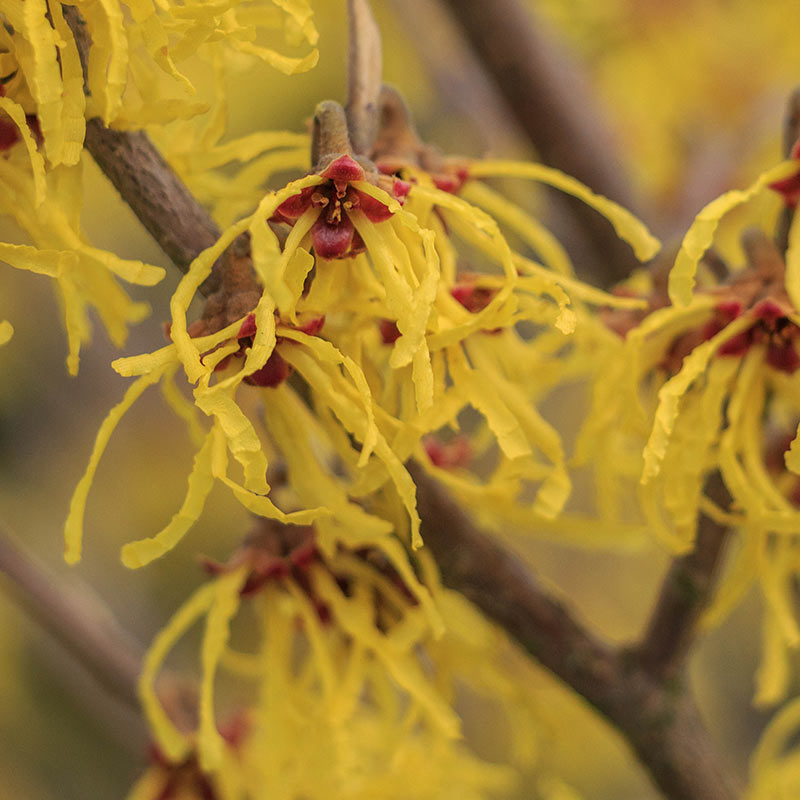 witch hazel