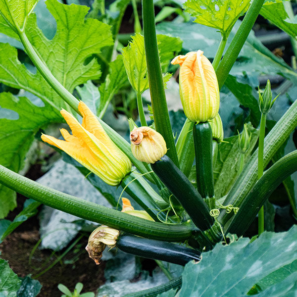 zucchini