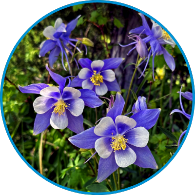 blue delphinium