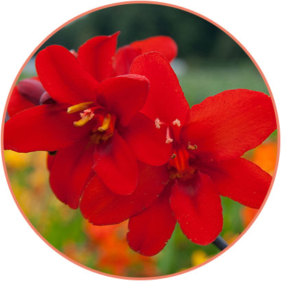 diabolito crocosmia