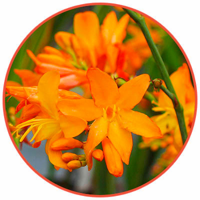 goldrush crocosmia