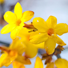 March Garden by month