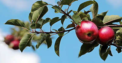 fruit trees