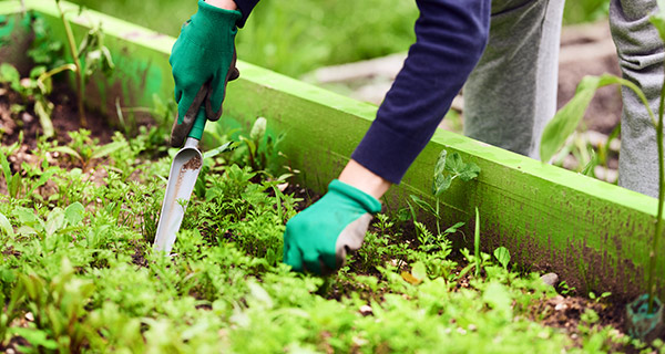 PULLING WEEDS