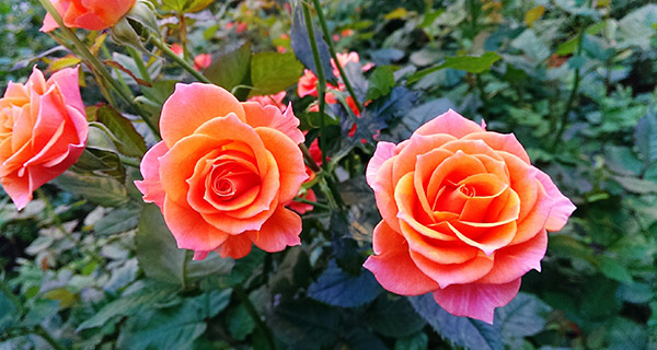 how to prune roses