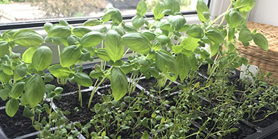 SEEDLINGS