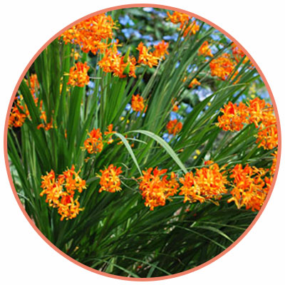 adriana crocosmia
