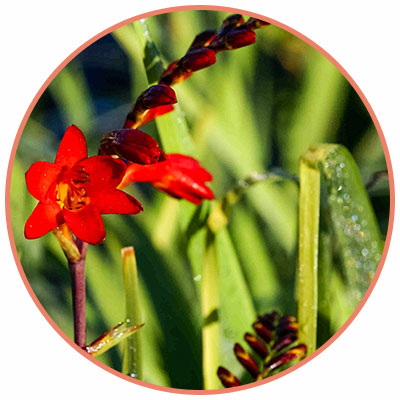 ember glow crocosmia