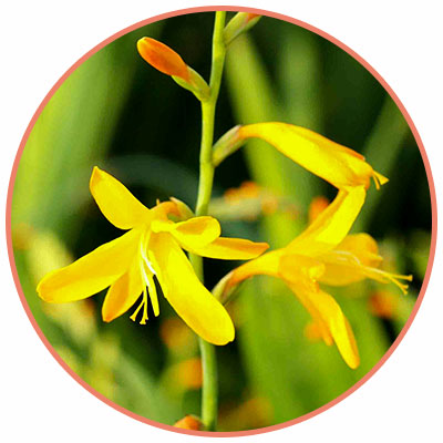 george davidson crocosmia