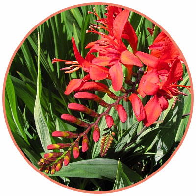 lucifer crocosmia