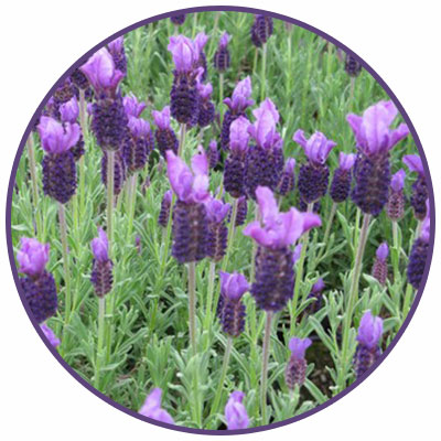 anouk lavender