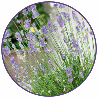 grosso lavender