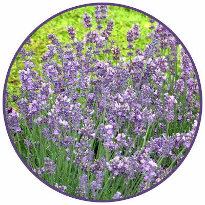 munstead lavender