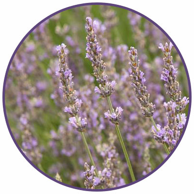 provence lavender