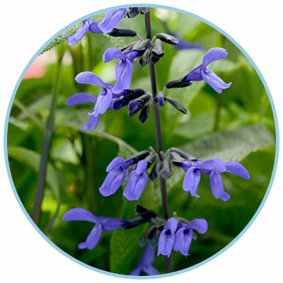 black and bloom salvia