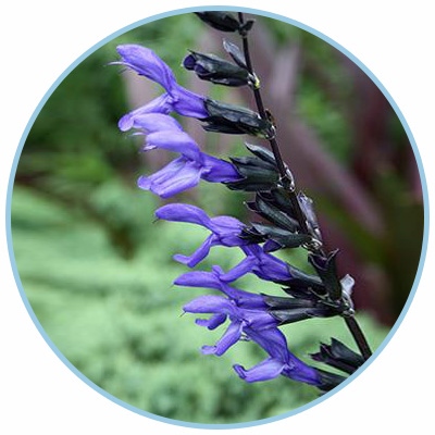 black and blue salvia