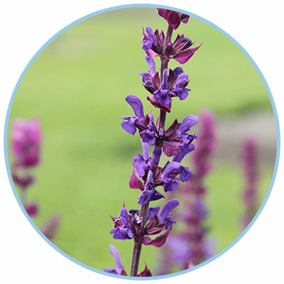 blue hill meadow salvia