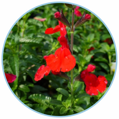 radio red salvia