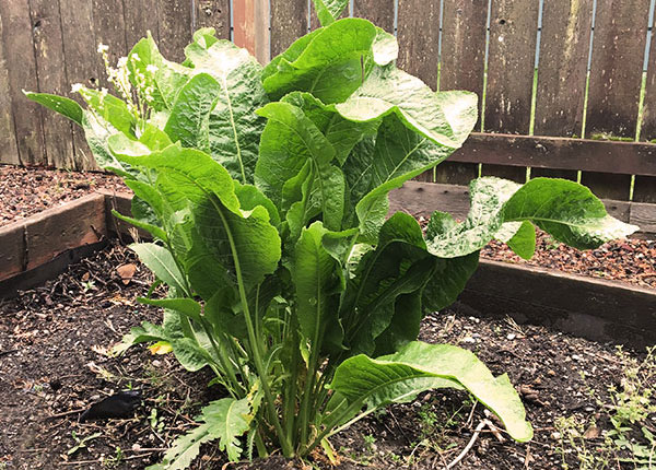 garden lettuce
