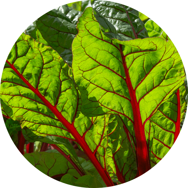 swiss chard