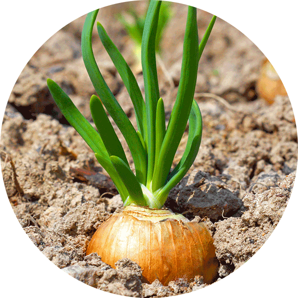 onions