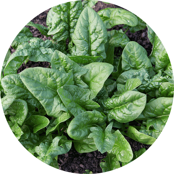 spinach
