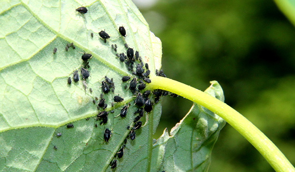 aphid damage