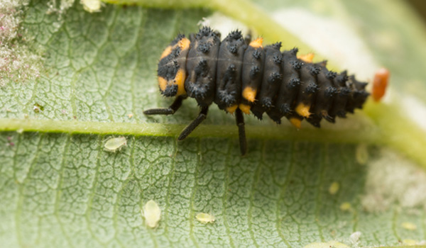 aphid close up