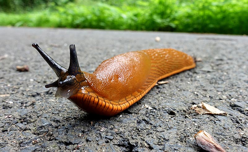 red slug