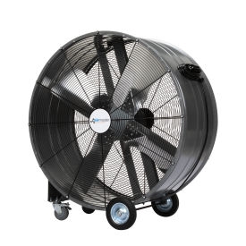 FAN, 42